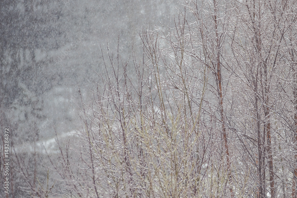 Fototapeta premium Bare trees in fog
