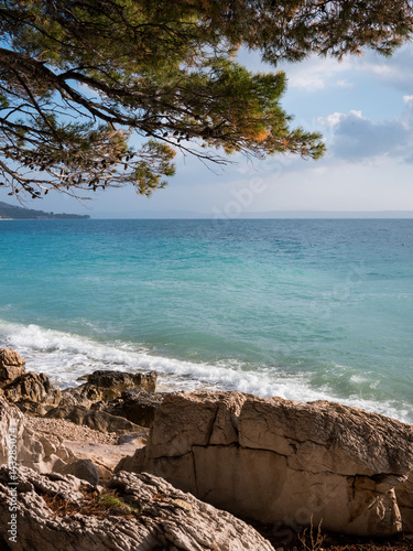 Stone coastline with pine tree © MaZvone