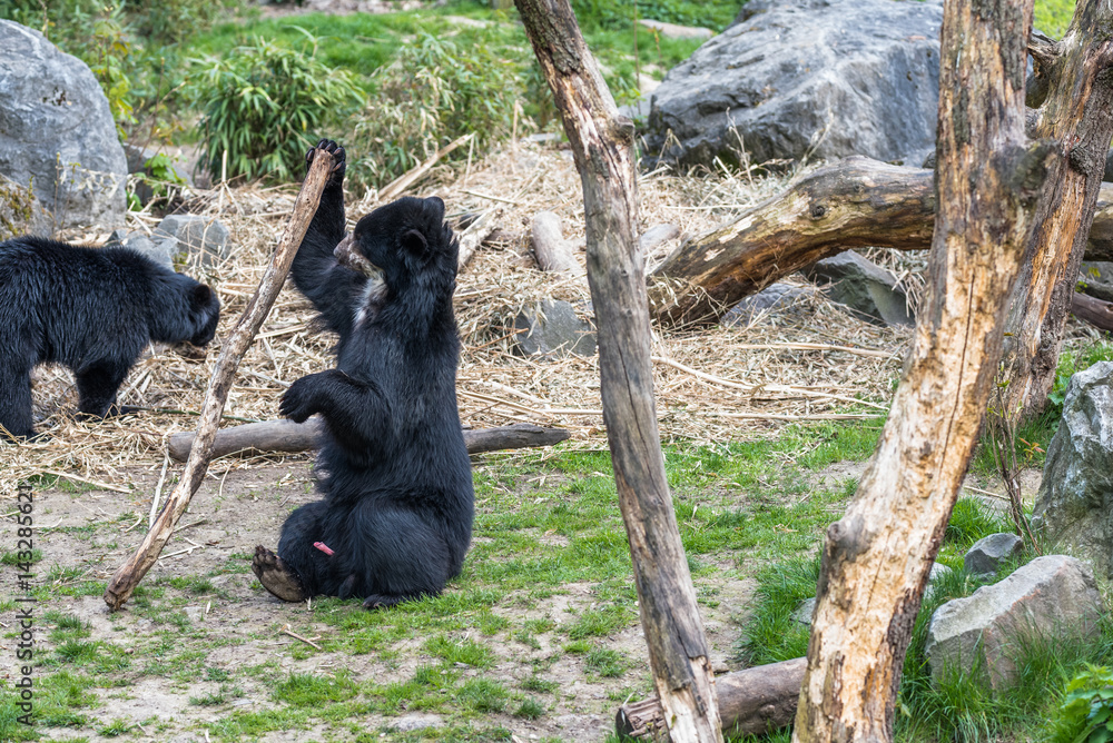 Obraz premium Bear cubs playing and fighting standing up on 2 legs