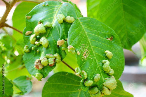 Plant leaf tumor