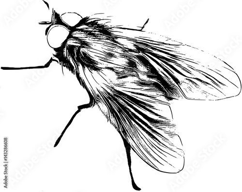 housefly