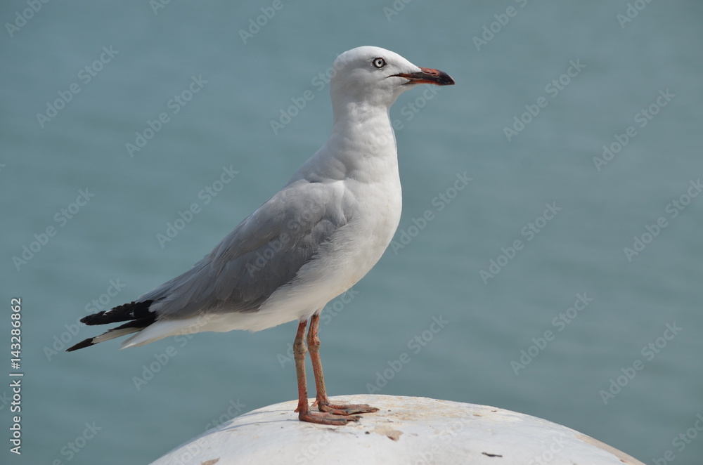 Seagull