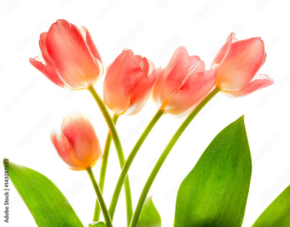 Bouquet of pink tulips in bright backlight. Bouquet of pink tulips in bright backlight.