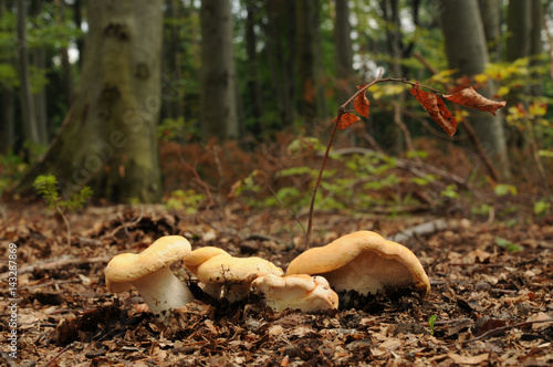 Hydnum repandum, commonly known as the sweet tooth, wood hedgehog or hedgehog mushroom