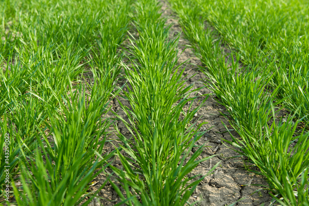 Field with winter wheat in early spring Field with winter wheat in early spring