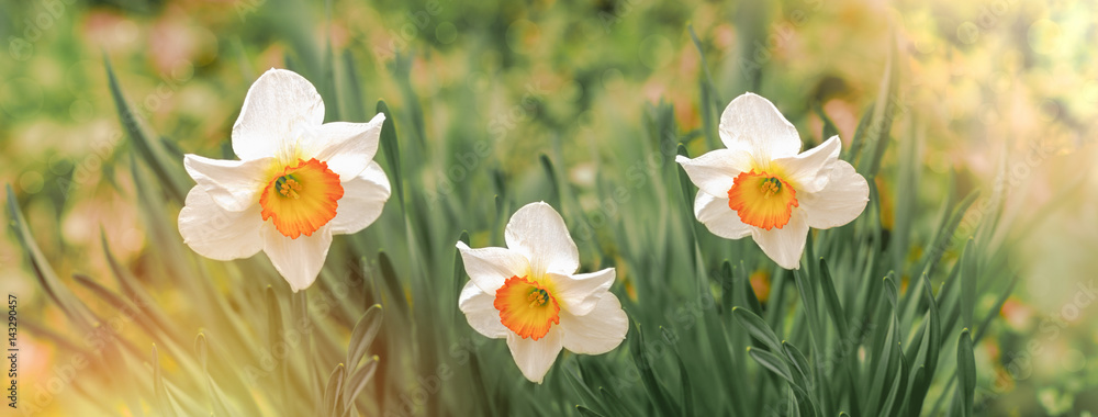 Flower daffodils, narcissus flower in springtime in spring flower garden