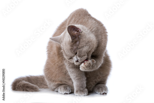 Fototapeta Naklejka Na Ścianę i Meble -  Katze schleckt sich die Pfote