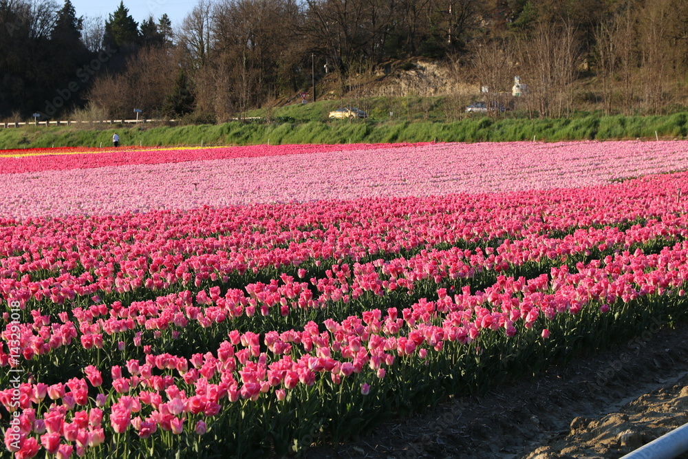 Les Tulipes Les Tulipes