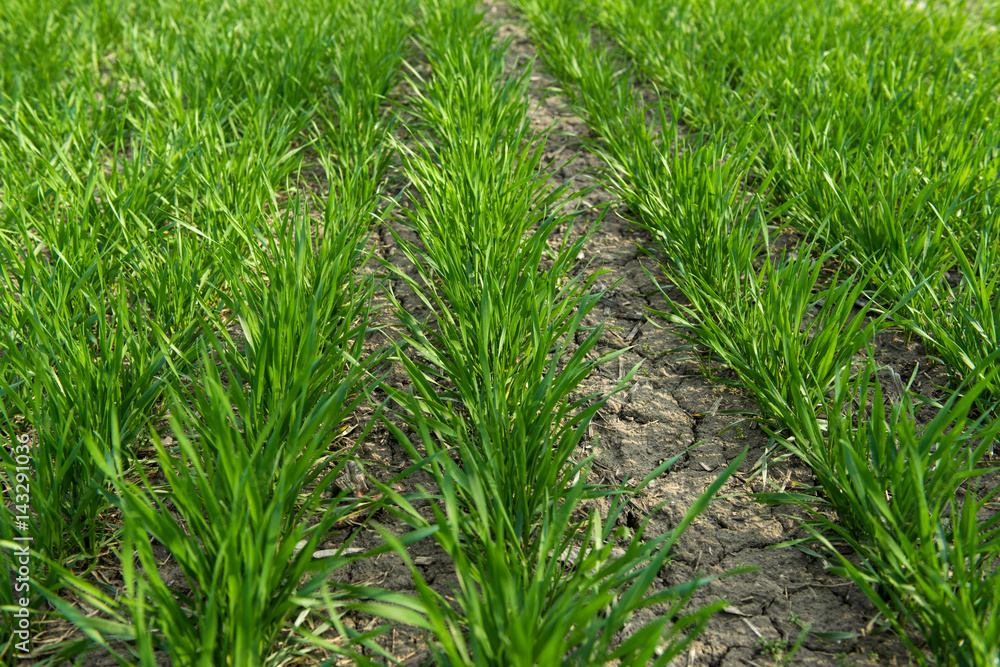 Field with winter wheat in early spring Field with winter wheat in early spring