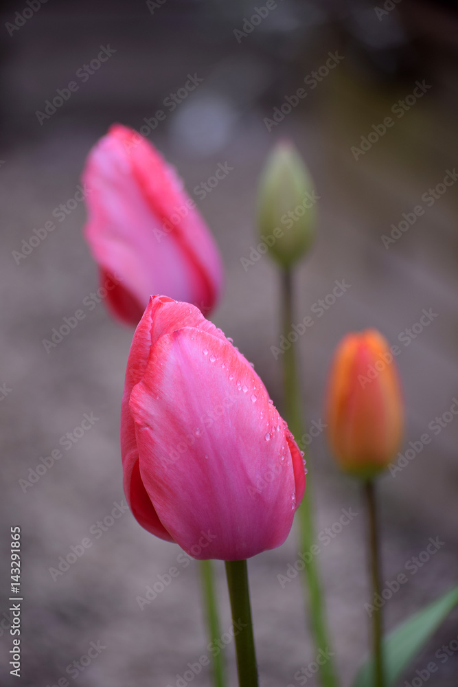 Fototapeta premium Tulipanes - 14