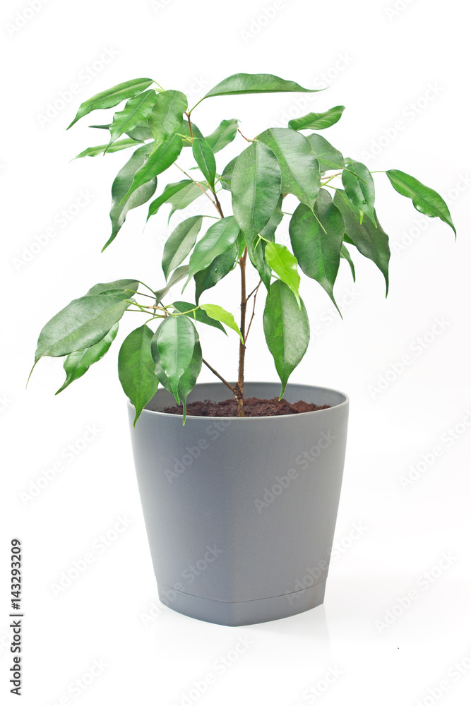 Obraz premium Ficus benjamin plant in pot isolated on white background