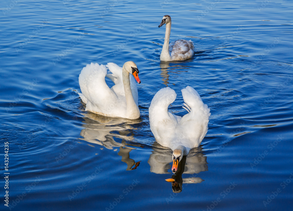 Fototapeta premium White swans on the lake