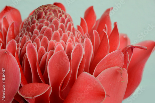 Fototapeta Naklejka Na Ścianę i Meble -  Torch Ginger flower, pink, rain forest, flower