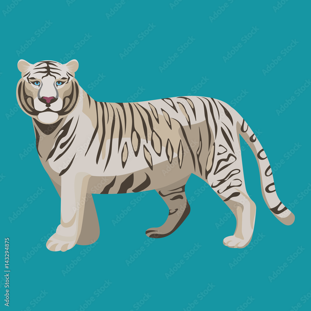 Fototapeta premium White or bleached tiger isolated on white. Predator rare animal