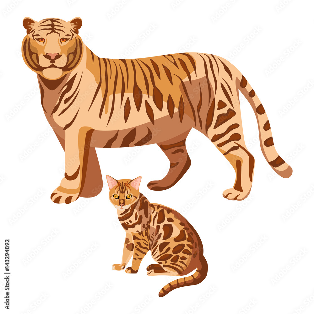 Bengal cats isolated on white. Big tiger and little kitten