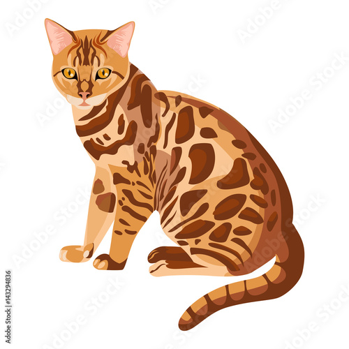 Bengal cat isolated on white. Selective breeding of domestic cats