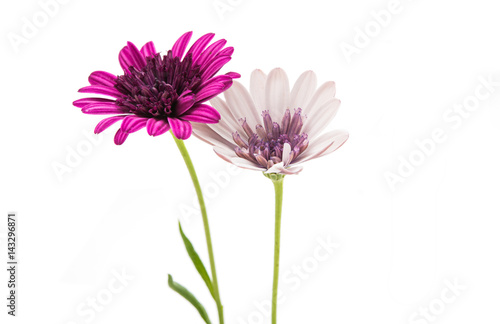 Osteosperumum Flower Daisy Isolated