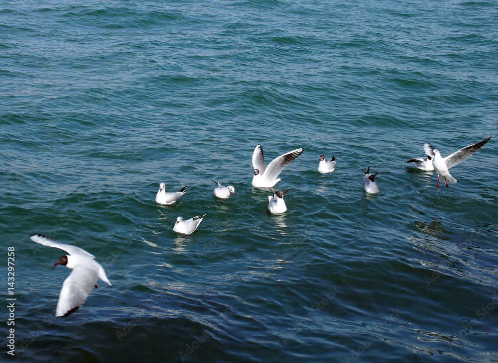 seagulls and blue sea