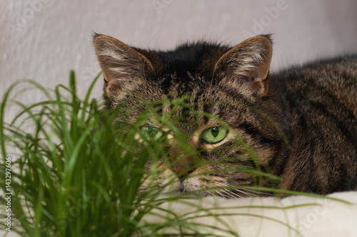 Tabby cat mesmerized by the cat grass