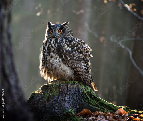 Eurasian Eagle Owl (Bubo Bubo) sitting on the stump.