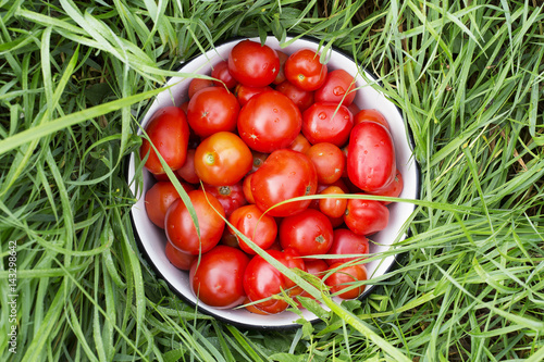 Fresh farm tomatoes. Bowl with tomatoes on the grass