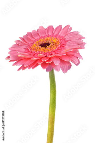 Pink gerber on a white background
