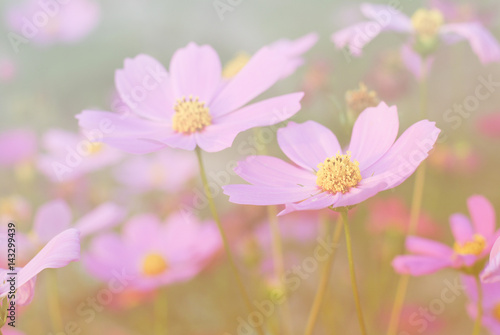 cosmos flowers vintage tone background wallpaper