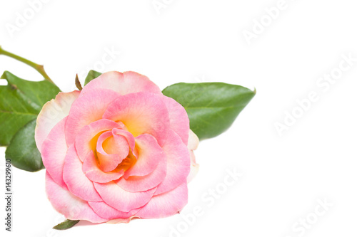 Beautiful pink rose  floral wallpaper  greeting card