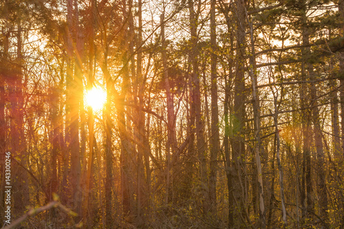 Sunset in the forest in spring