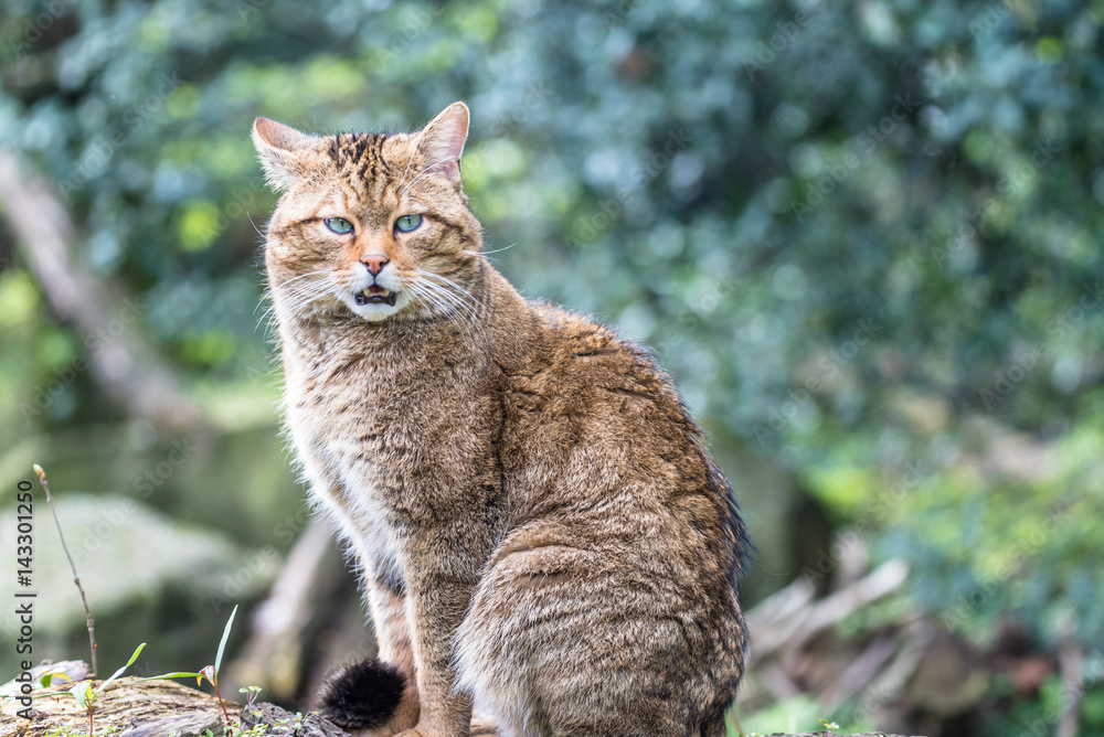 Fototapeta premium Wild European cat relaxing in the sun in the zoo