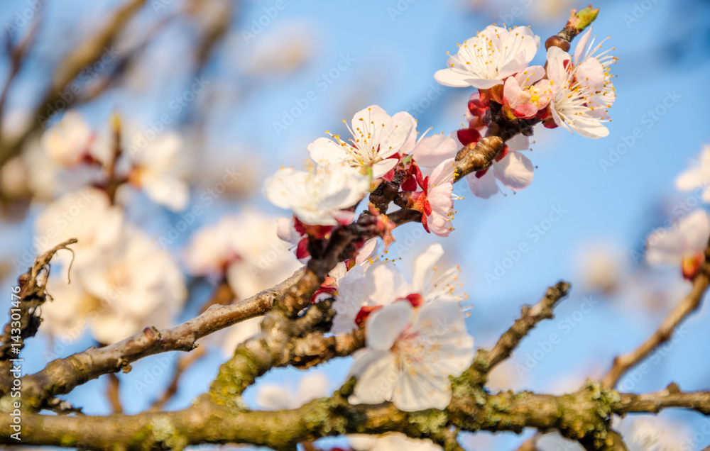 Flowering cherry trees, beautiful white flowers Flowering cherry trees, beautiful white flowers