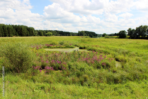 Old river bed with blooming wild flowers. Oxbow lake with purple flowers on the bank. Green valley with meadow and mire in bloom.