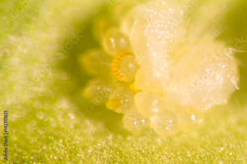 Sorus of fern under the Stereo microscope view in laboratory. photo