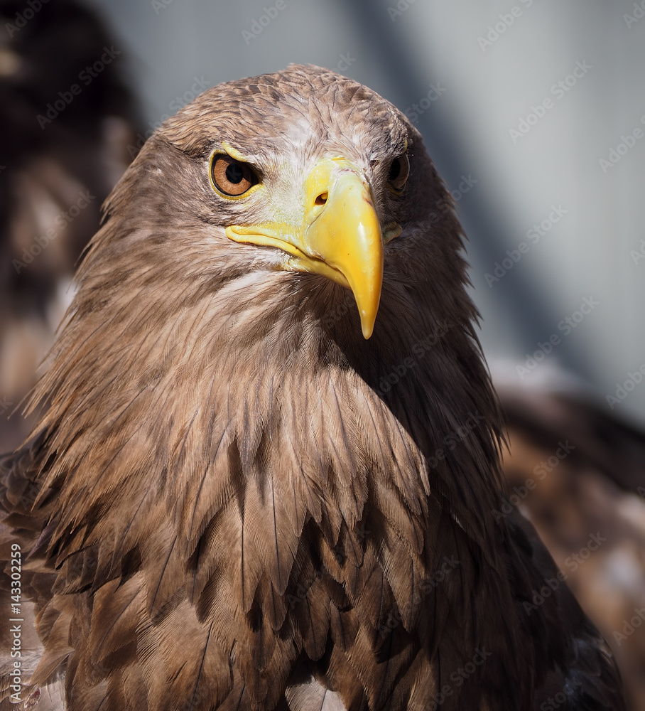 Eagle with yellow beak close up Eagle with yellow beak close up