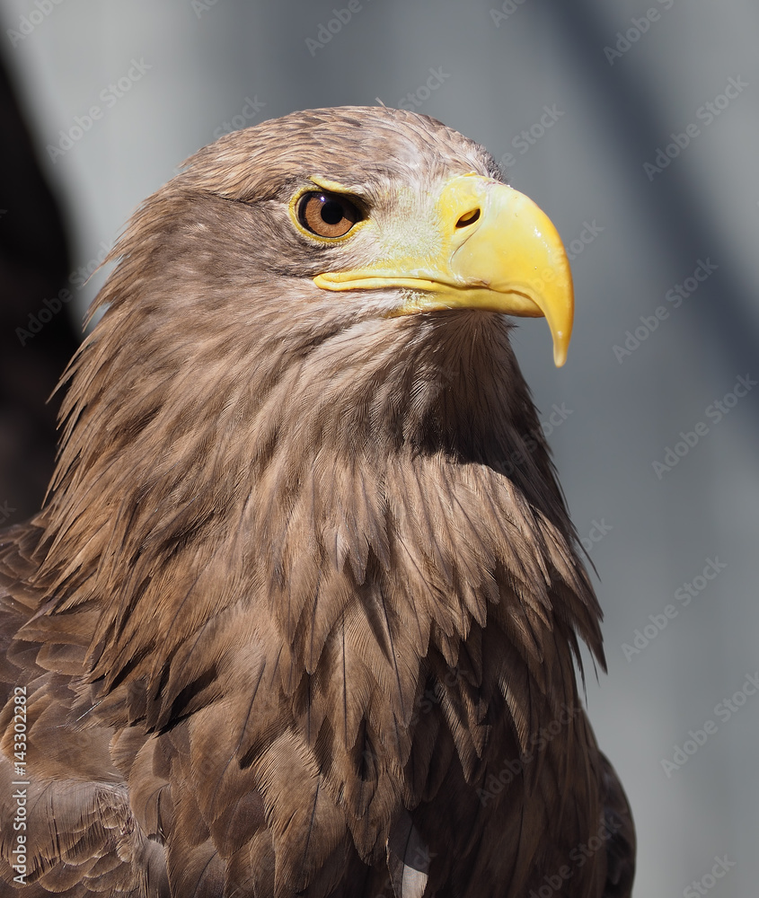 Naklejka premium Eagle with yellow beak close up view from right side president