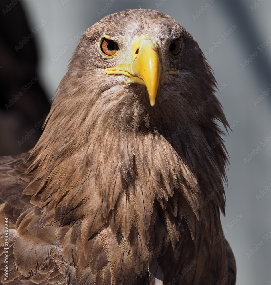 Eagle with yellow beak close up looking at camera Eagle with yellow beak close up looking at camera