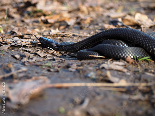Black snake creeps into forest at the leaves