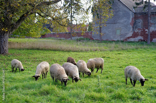 Sheep graze on a meadow in the morning