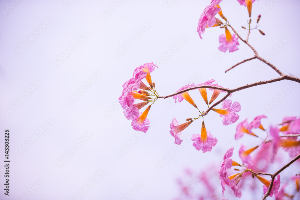 Tabebuia rosea