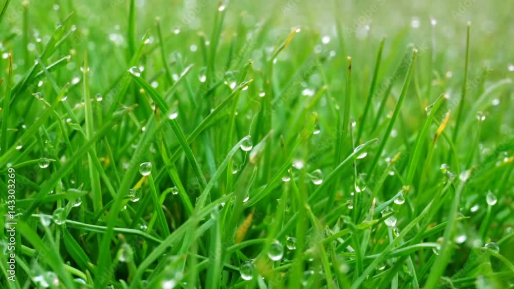 Dew drops on bright green grass with sun flare Dew drops on bright green grass with sun flare