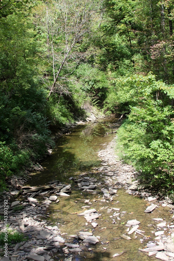 The flowing creek in the forest. The flowing creek in the forest.