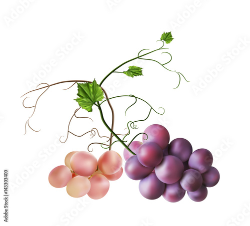 Fresh bunch of grapes. Manufacturer of fresh juices and wine.