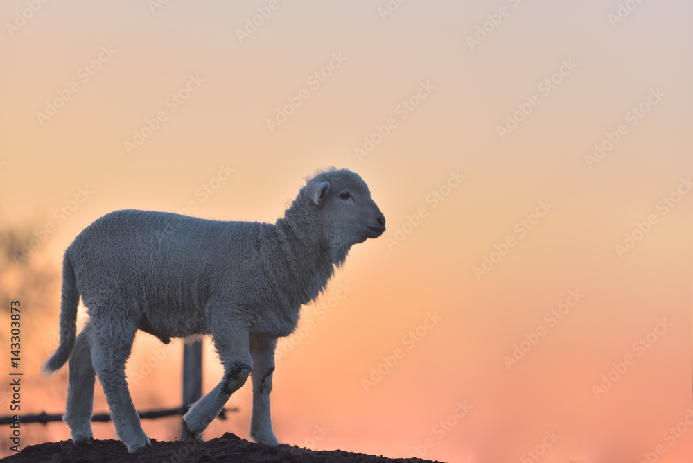Little newborn lamb in springtime in sunset light Little newborn lamb in springtime in sunset light