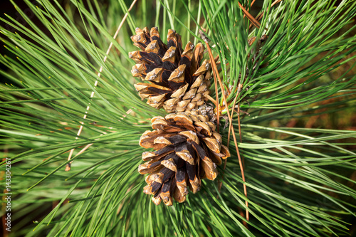 pine cone tree macro christmas