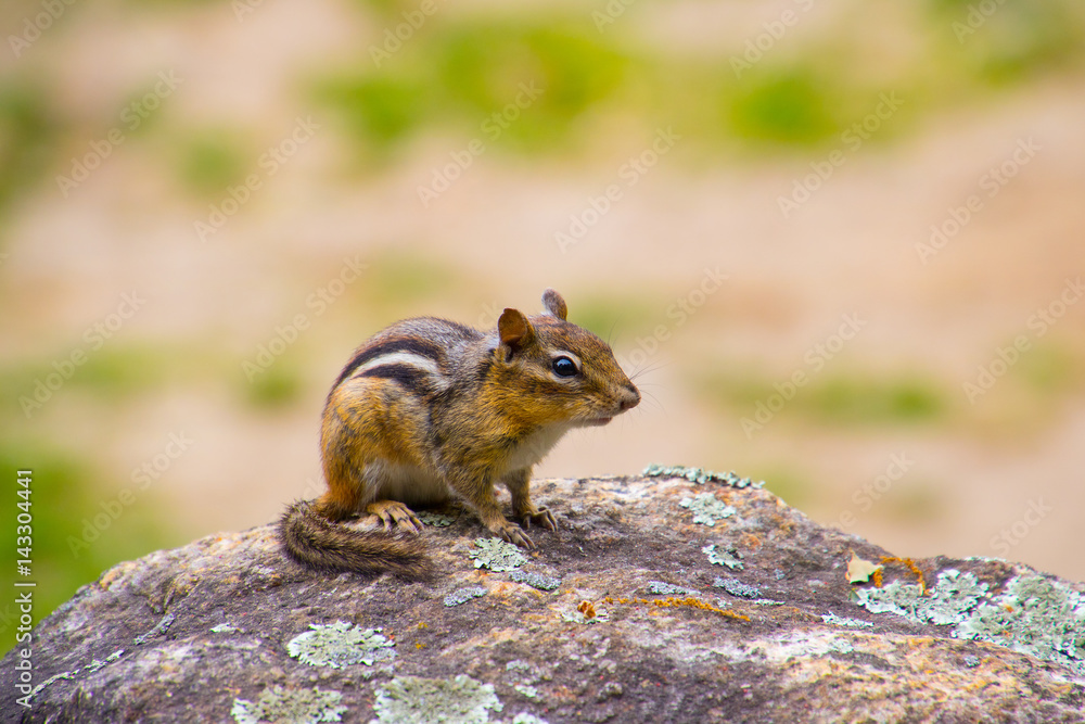 Chipmunk on Rock Chipmunk on Rock