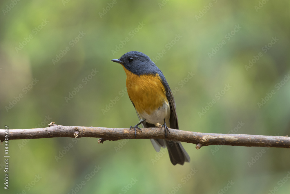 Slaty-backed Flycatcher in Thailand and Southeast Asia.