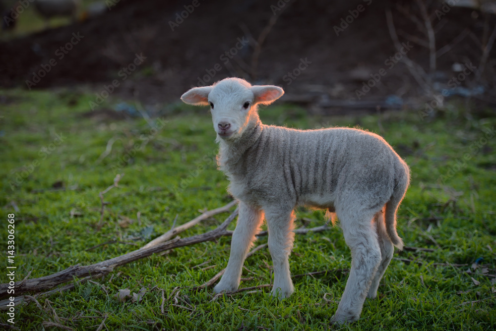 Obraz premium Little newborn lamb in springtime grazing on a green meadow in sunset light
