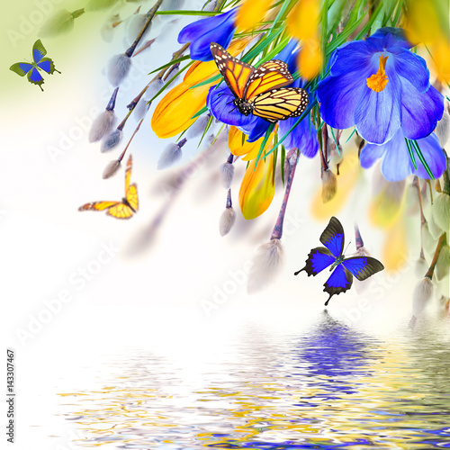 Blue and yellow crocus and snowdrops with willow. Butterflies on the background of spring flowers ..