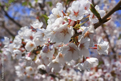 Cherry Blossoms in Byoudounuma Park 平筒沼（ﾋﾞｮｳﾄﾞｳﾇﾏ）ふれあい公園 桜