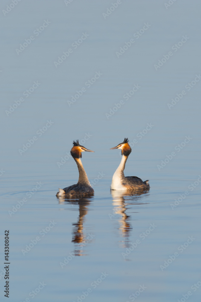 Great Crested Grebe Pair Courting - No Horizon Great Crested Grebe Pair Courting - No Horizon
